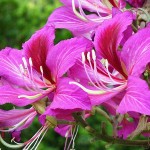 Purple Bauhinia (Bauhinia purpurea) Deciduous Tree - Ornamental Trees