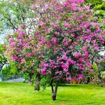 Purple Bauhinia (Bauhinia purpurea) Deciduous Tree - Ornamental Trees