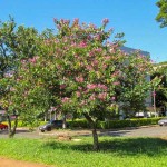 Purple Bauhinia (Bauhinia purpurea) Deciduous Tree - Ornamental Trees