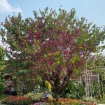 Purple Bauhinia (Bauhinia purpurea) Deciduous Tree - Ornamental Trees