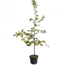 European Hornbeam (Carpinus betulus) Tree - Ornamental Trees