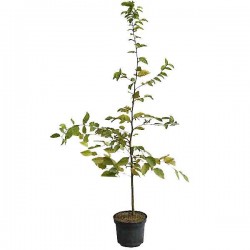 European Hornbeam (Carpinus betulus) Tree - Ornamental Trees
