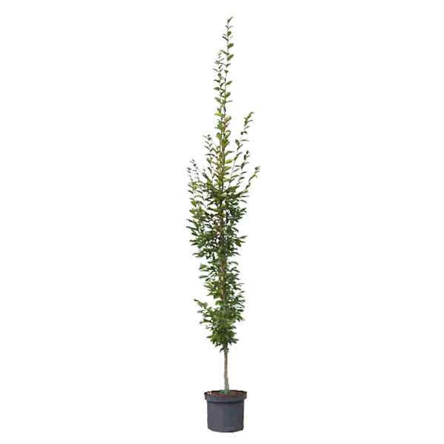 Κάρπινος Πυραμίδα (Carpinus betulus 'Pyramidalis' ή 'Fastigiata'-Κάρπινος ο βετουλοειδής 'Πυραμίδα') Δέντρο - Φυλλοβόλα Καλλωπιστικά Δέντρα
