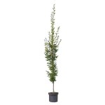 Κάρπινος Πυραμίδα (Carpinus betulus 'Pyramidalis' ή 'Fastigiata'-Κάρπινος ο βετουλοειδής 'Πυραμίδα') Δέντρο - Φυλλοβόλα Καλλωπιστικά Δέντρα
