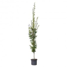 Pyramidal European Hornbeam (Carpinus betulus 'Pyramidalis' or 'Fastigiata') Tree - Ornamental Trees