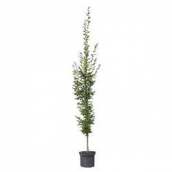 Pyramidal European Hornbeam (Carpinus betulus 'Pyramidalis' or 'Fastigiata') Tree - Ornamental Trees