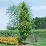 Κάρπινος Πυραμίδα (Carpinus betulus 'Pyramidalis' ή 'Fastigiata'-Κάρπινος ο βετουλοειδής 'Πυραμίδα') Δέντρο - Φυλλοβόλα Καλλωπιστικά Δέντρα