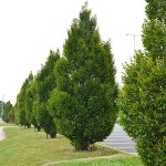 Κάρπινος Πυραμίδα (Carpinus betulus 'Pyramidalis' ή 'Fastigiata'-Κάρπινος ο βετουλοειδής 'Πυραμίδα') Δέντρο - Φυλλοβόλα Καλλωπιστικά Δέντρα