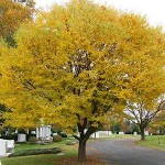 Κάρπινος Πυραμίδα (Carpinus betulus 'Pyramidalis' ή 'Fastigiata'-Κάρπινος ο βετουλοειδής 'Πυραμίδα') Δέντρο - Φυλλοβόλα Καλλωπιστικά Δέντρα
