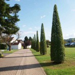 Κάρπινος Πυραμίδα (Carpinus betulus 'Pyramidalis' ή 'Fastigiata'-Κάρπινος ο βετουλοειδής 'Πυραμίδα') Δέντρο - Φυλλοβόλα Καλλωπιστικά Δέντρα