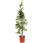 Οξιά Δασική (Fagus sylvatica-Οξιά η φηγός) Δέντρο - Δέντρα Ανθεκτικά στις Χαμηλές Θερμοκρασίες