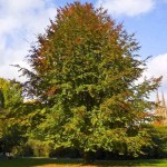 Οξιά Δασική (Fagus sylvatica-Οξιά η φηγός) Δέντρο - Δέντρα Ανθεκτικά στις Χαμηλές Θερμοκρασίες
