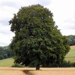 Οξιά Δασική (Fagus sylvatica-Οξιά η φηγός) Δέντρο - Δέντρα Ανθεκτικά στις Χαμηλές Θερμοκρασίες