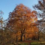 Οξιά Δασική (Fagus sylvatica-Οξιά η φηγός) Δέντρο - Δέντρα Ανθεκτικά στις Χαμηλές Θερμοκρασίες