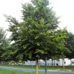 Οξιά Δασική (Fagus sylvatica-Οξιά η φηγός) Δέντρο - Δέντρα Ανθεκτικά στις Χαμηλές Θερμοκρασίες