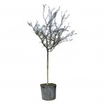 Sweet Acacia Tree (Acacia farnesiana) - Fast Growth Trees Sweet Acacia Tree (Acacia farnesiana)) | kipogeorgiki.live
