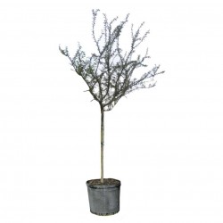Γαζίες Δέντρα (Ακακία Φαρνεζιανή - Acacia farnesiana) | Φυτά