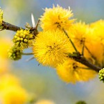 Sweet Acacia Tree (Acacia farnesiana) - Fast Growth Trees Sweet Acacia Tree (Acacia farnesiana)) | kipogeorgiki.live