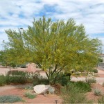 Sweet Acacia Tree (Acacia farnesiana) - Fast Growth Trees Sweet Acacia Tree (Acacia farnesiana)) | kipogeorgiki.live