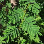 Sweet Acacia Tree (Acacia farnesiana) - Fast Growth Trees Sweet Acacia Tree (Acacia farnesiana)) | kipogeorgiki.live