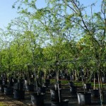Sweet Acacia Tree (Acacia farnesiana) - Fast Growth Trees Sweet Acacia Tree (Acacia farnesiana)) | kipogeorgiki.live