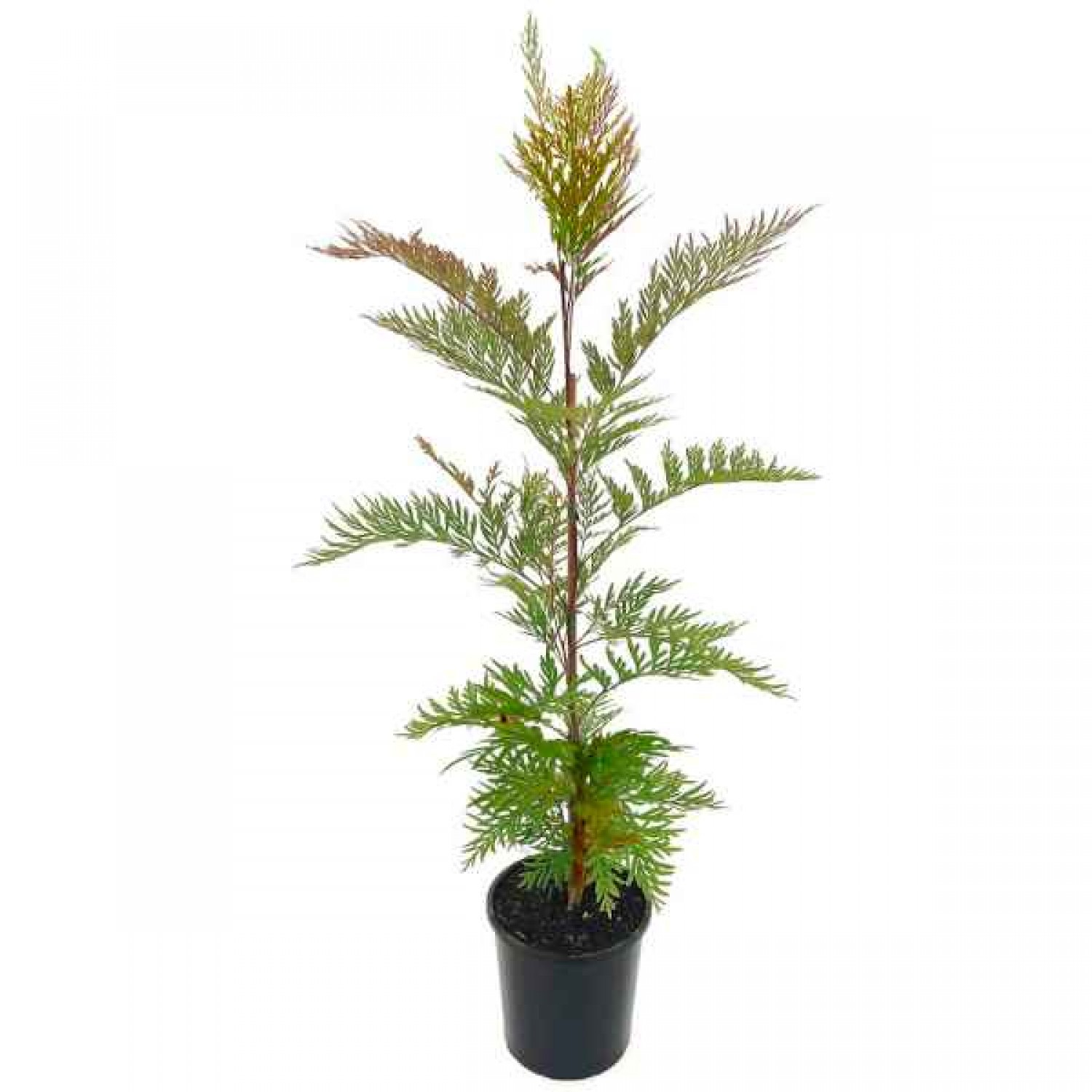 Australian Silver Oak (Grevillea robusta) Tree - Evergreen Ornamental Trees