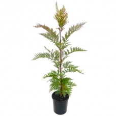 Γρεβιλλέα Ρομπούστα ή Γκρεβιλλέα (Grevillea robusta-Γρεβιλλέα η ισχυρή) Δέντρο - Αειθαλή Καλλωπιστικά Δένδρα-Γρεβιλλέες