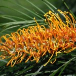 Australian Silver Oak (Grevillea robusta) Tree - Evergreen Ornamental Trees