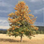 Australian Silver Oak (Grevillea robusta) Tree - Evergreen Ornamental Trees