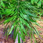 Australian Silver Oak (Grevillea robusta) Tree - Evergreen Ornamental Trees