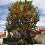 Australian Silver Oak (Grevillea robusta) Tree - Evergreen Ornamental Trees