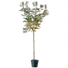 Κερλετέρια (Koelreuteria paniculata-Κοιλρευτέρια η ανθηλοφόρος) Δέντρο - Φυλλοβόλα Καλλωπιστικά Δένδρα Κερλετέριας