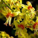 Pride of India (Koelreuteria paniculata-syn. Sapindus paniculata) Tree - Deciduous Ornamental Trees