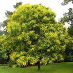 Pride of India (Koelreuteria paniculata-syn. Sapindus paniculata) Tree - Deciduous Ornamental Trees