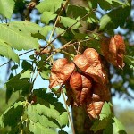 Pride of India (Koelreuteria paniculata-syn. Sapindus paniculata) Tree - Deciduous Ornamental Trees