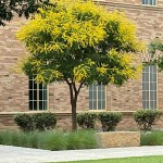 Pride of India (Koelreuteria paniculata-syn. Sapindus paniculata) Tree - Deciduous Ornamental Trees
