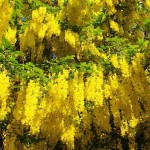 Λαβούρνο ή Λαμπούρνο (Laburnum anagyroides-Λαβούρνο το αναγυροειδές) Δέντρο - Δέντρα Ανθεκτικά στις Χαμηλές Θερμοκρασίες