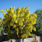 Λαβούρνο ή Λαμπούρνο (Laburnum anagyroides-Λαβούρνο το αναγυροειδές) Δέντρο - Δέντρα Ανθεκτικά στις Χαμηλές Θερμοκρασίες