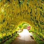 Λαβούρνο ή Λαμπούρνο (Laburnum anagyroides-Λαβούρνο το αναγυροειδές) Δέντρο - Δέντρα Ανθεκτικά στις Χαμηλές Θερμοκρασίες
