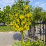 Λαβούρνο ή Λαμπούρνο (Laburnum anagyroides-Λαβούρνο το αναγυροειδές) Δέντρο - Δέντρα Ανθεκτικά στις Χαμηλές Θερμοκρασίες