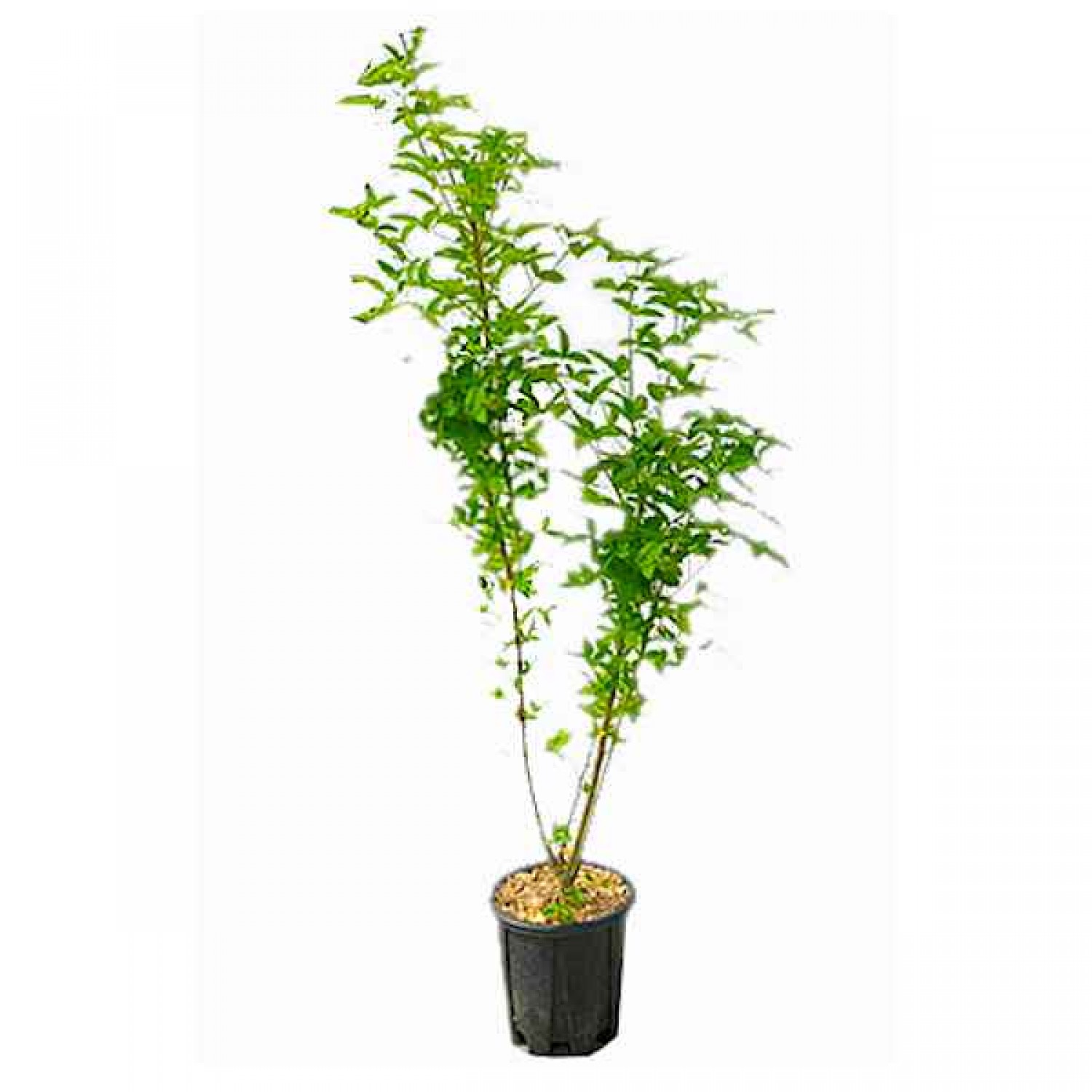 Λαβούρνο ή Λαμπούρνο (Laburnum anagyroides-Λαβούρνο το αναγυροειδές) Θάμνος - Θάμνοι Ανθεκτικοί στις Χαμηλές Θερμοκρασίες
