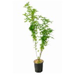 Λαβούρνο ή Λαμπούρνο (Laburnum anagyroides-Λαβούρνο το αναγυροειδές) Θάμνος - Θάμνοι Ανθεκτικοί στις Χαμηλές Θερμοκρασίες