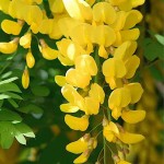 Λαβούρνο ή Λαμπούρνο (Laburnum anagyroides-Λαβούρνο το αναγυροειδές) Θάμνος - Θάμνοι Ανθεκτικοί στις Χαμηλές Θερμοκρασίες