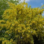Λαβούρνο ή Λαμπούρνο (Laburnum anagyroides-Λαβούρνο το αναγυροειδές) Θάμνος - Θάμνοι Ανθεκτικοί στις Χαμηλές Θερμοκρασίες