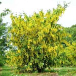 Λαβούρνο ή Λαμπούρνο (Laburnum anagyroides-Λαβούρνο το αναγυροειδές) Θάμνος - Θάμνοι Ανθεκτικοί στις Χαμηλές Θερμοκρασίες