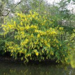 Λαβούρνο ή Λαμπούρνο (Laburnum anagyroides-Λαβούρνο το αναγυροειδές) Θάμνος - Θάμνοι Ανθεκτικοί στις Χαμηλές Θερμοκρασίες