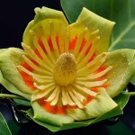Λιριόδεντρο ή Τουλιπόδενδρο (Liriodendron tulipifera) Δέντρο - Δέντρα Ανθεκτικά στις Χαμηλές Θερμοκρασίες