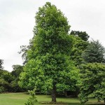 Λιριόδεντρο ή Τουλιπόδενδρο (Liriodendron tulipifera) Δέντρο - Δέντρα Ανθεκτικά στις Χαμηλές Θερμοκρασίες