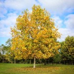 Λιριόδεντρο ή Τουλιπόδενδρο (Liriodendron tulipifera) Δέντρο - Δέντρα Ανθεκτικά στις Χαμηλές Θερμοκρασίες