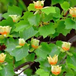 Λιριόδεντρο ή Τουλιπόδενδρο (Liriodendron tulipifera) Δέντρο - Δέντρα Ανθεκτικά στις Χαμηλές Θερμοκρασίες